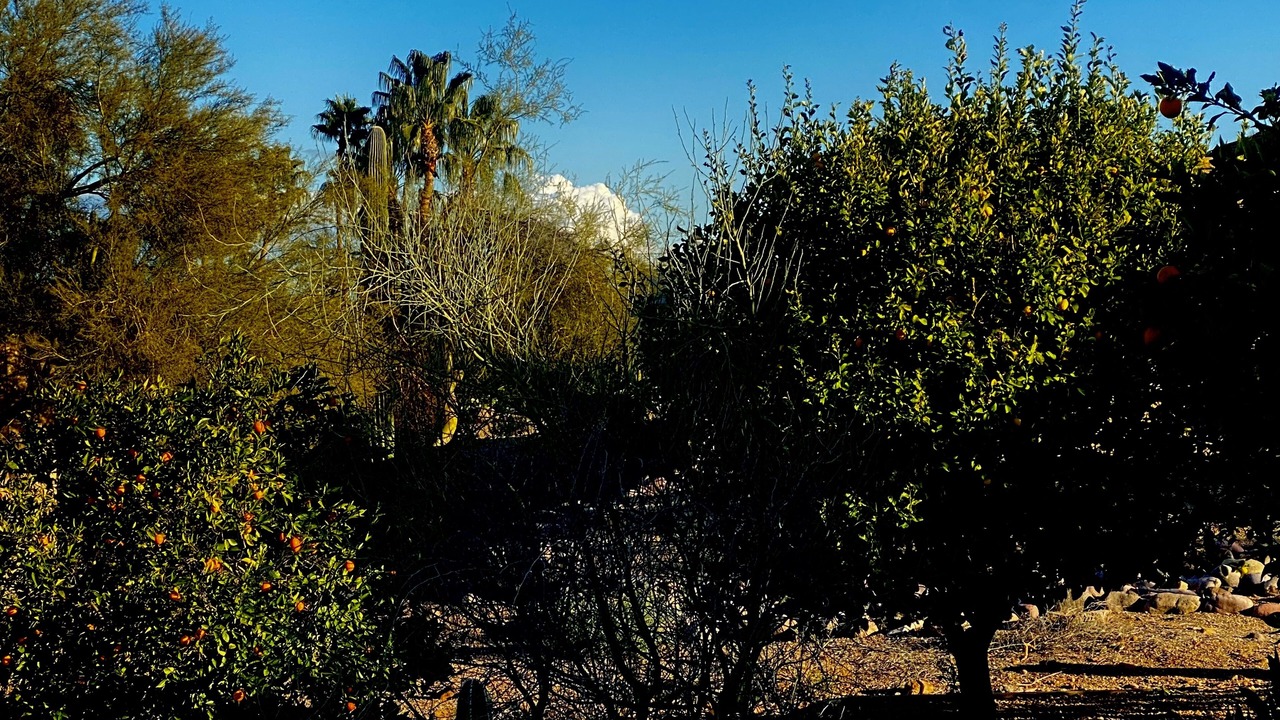 Photo of Others in Rio Verde