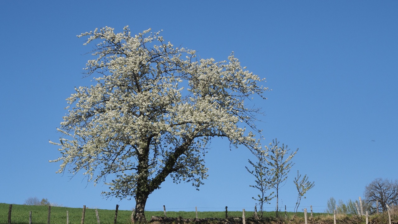 Photo of Outdoor in Pradinas