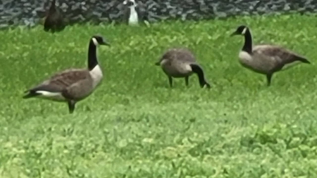 Photo of Others in Pennington