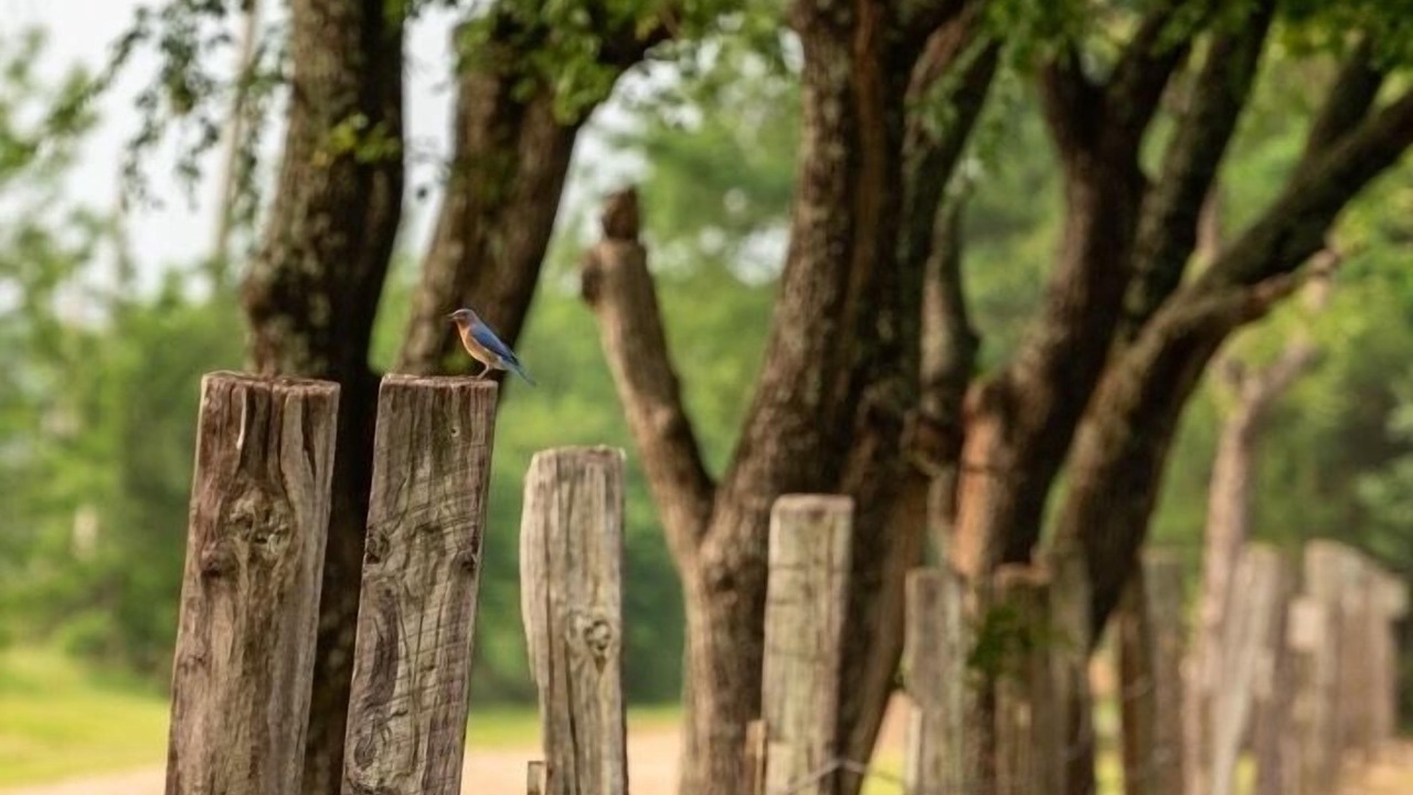 Photo of Outdoor in Gober