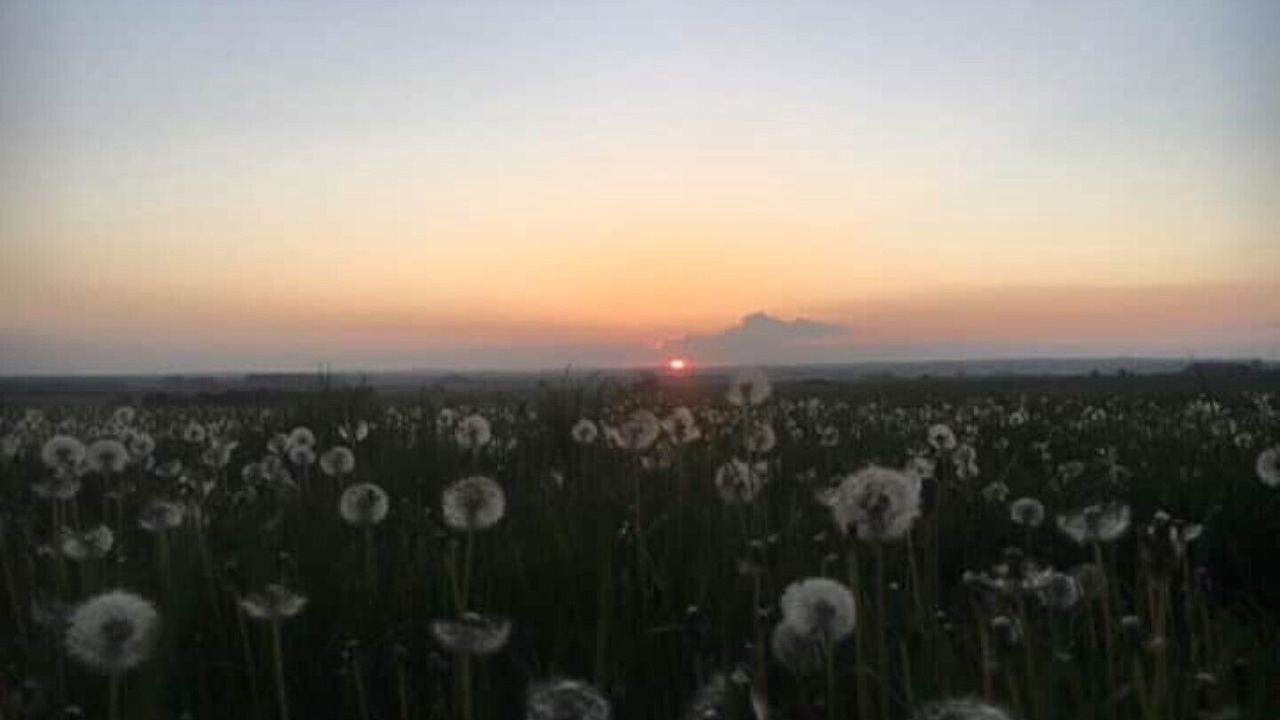 Photo of Others in New Forest District