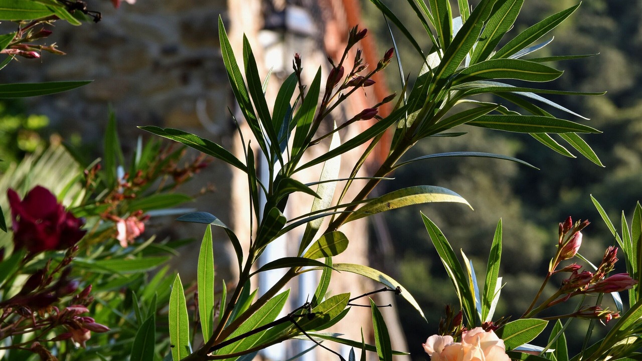 Photo of Outdoor in Corsavy