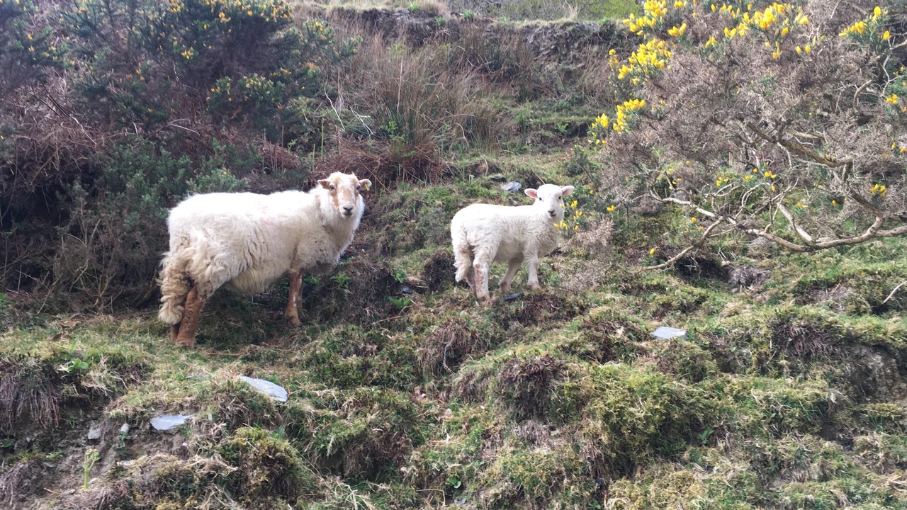 Photo of Others in Aberdovey