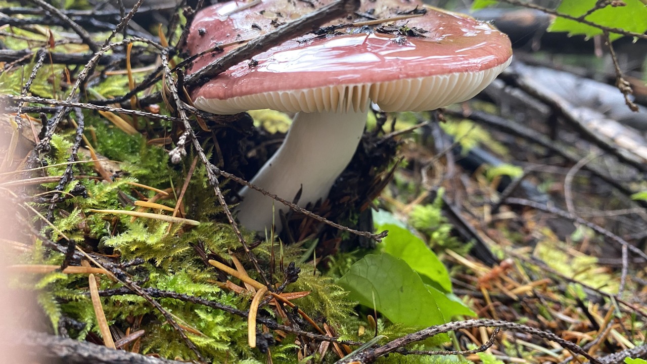 Photo of Outdoor in Astoria