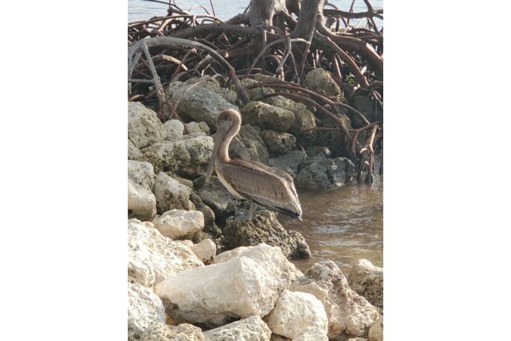 Photo of Others in Summerland Key