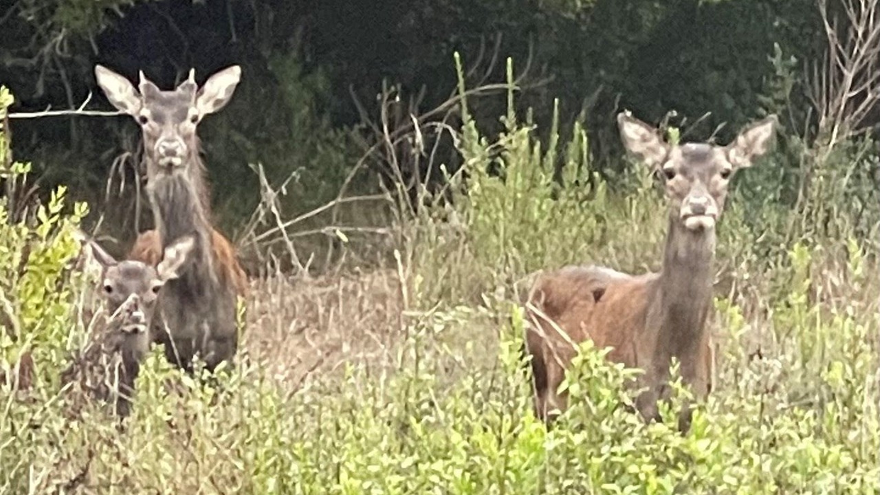Photo of Others in Serra-di-Fiumorbo