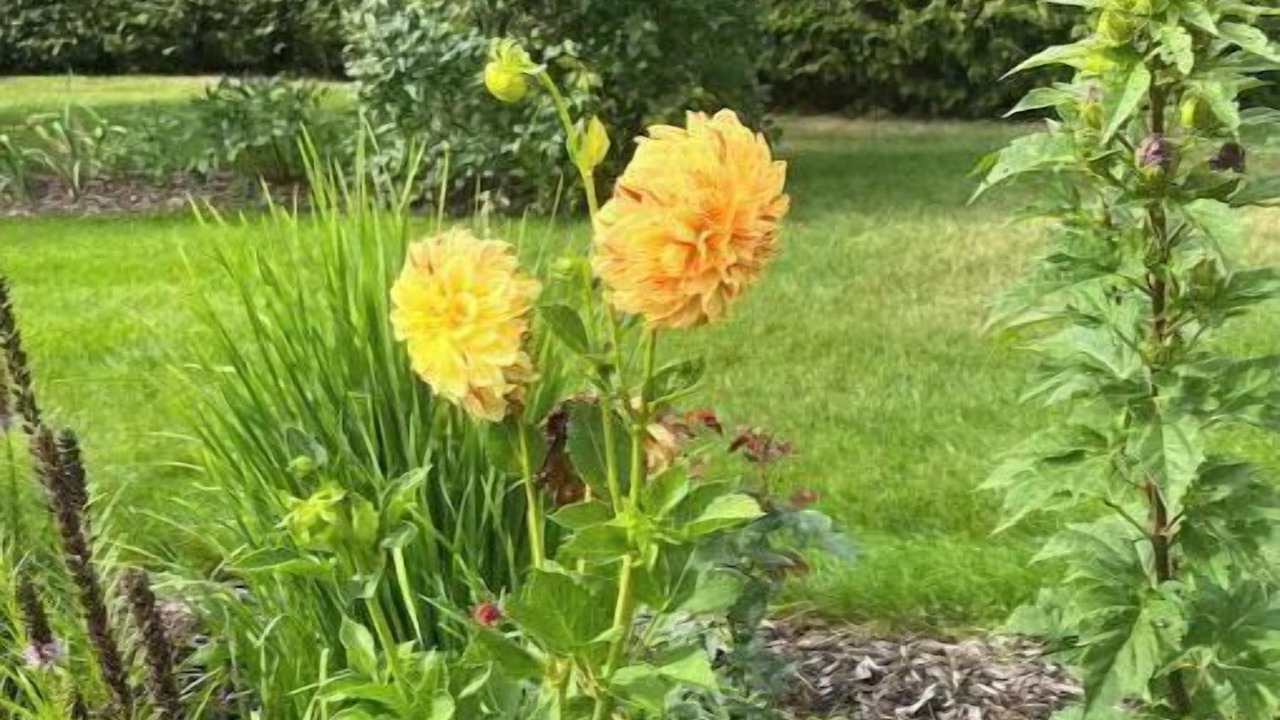 Photo of Outdoor in Springford
