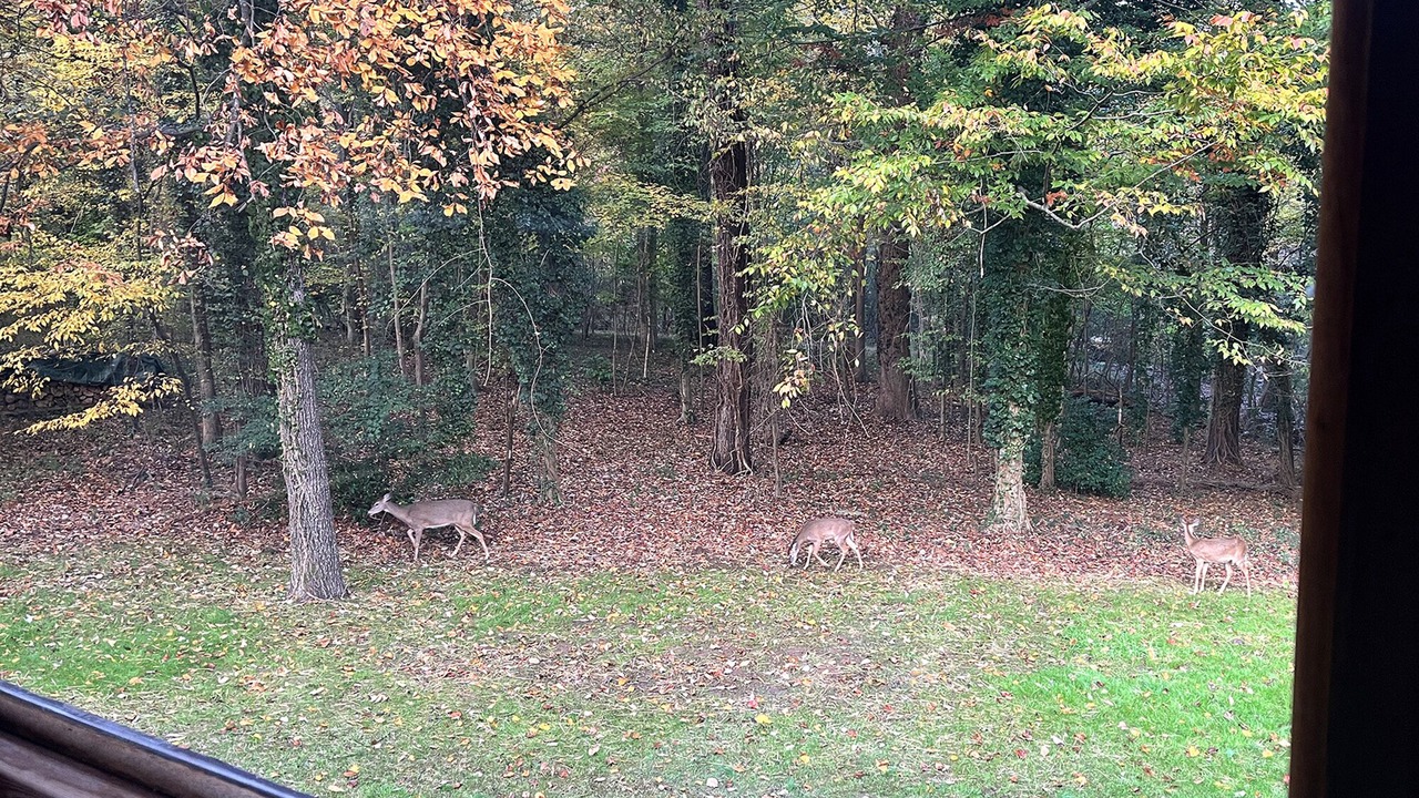 Photo of Others in Morningside-Lenox Park