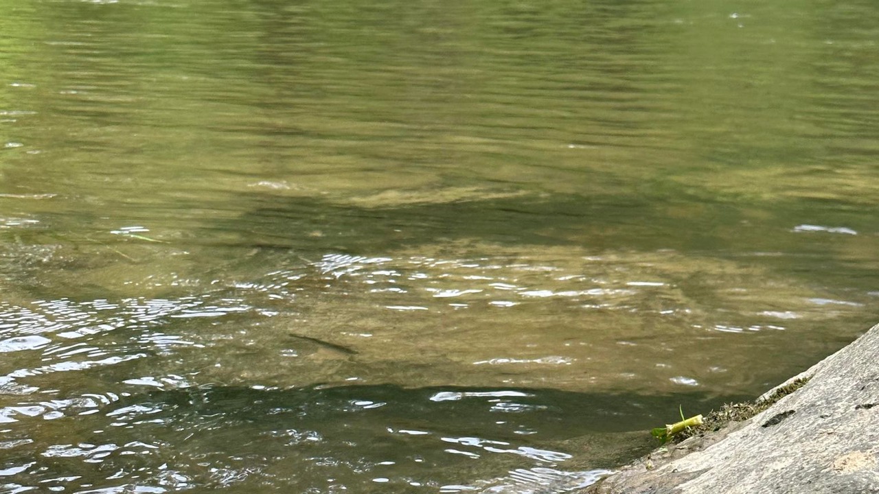 Photo of Others in Ellijay