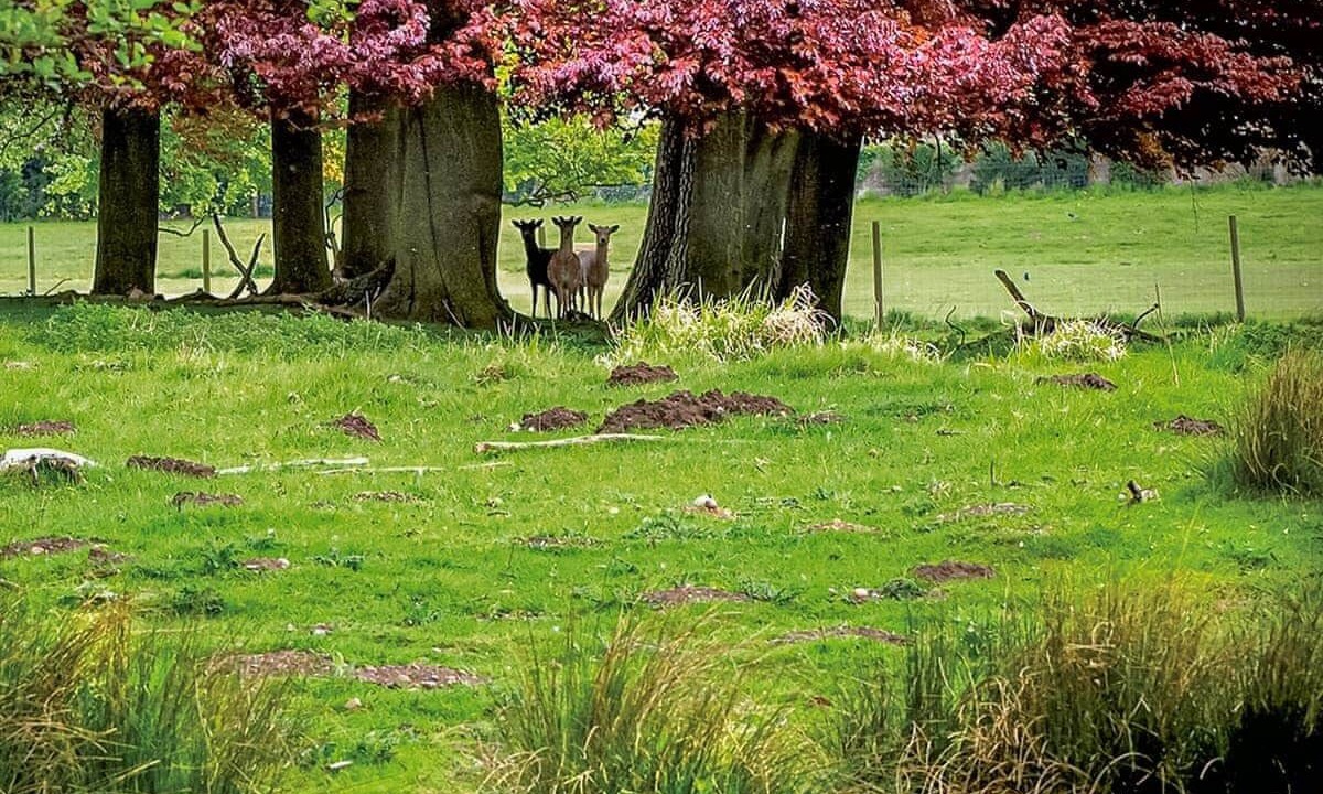 Photo of Others in Dukeries Mill