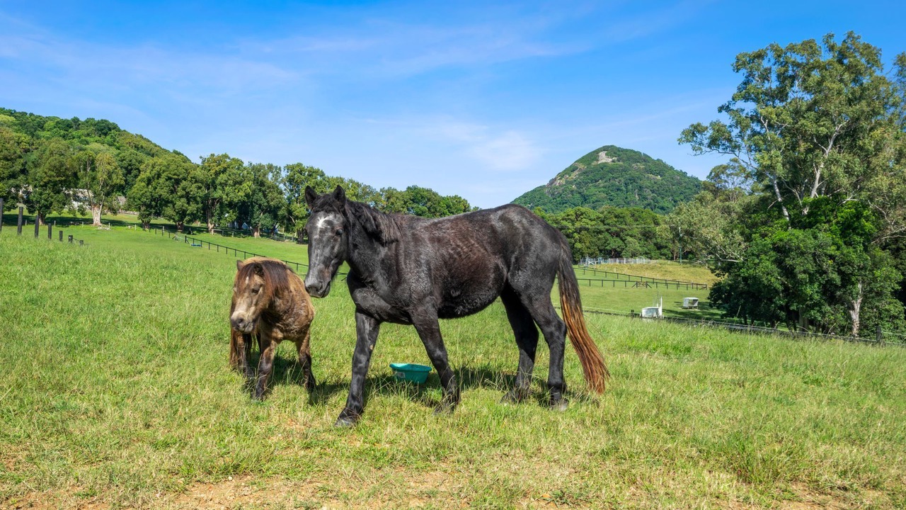 Photo of Others in Cooroy Mountain