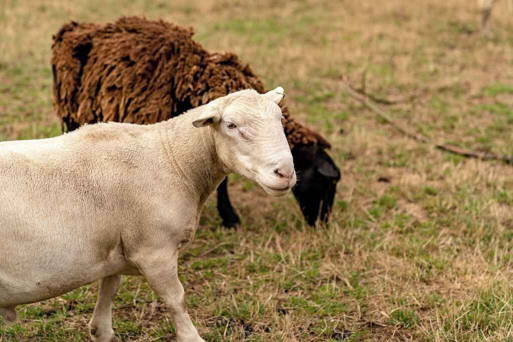 Photo of Others in Warragul South