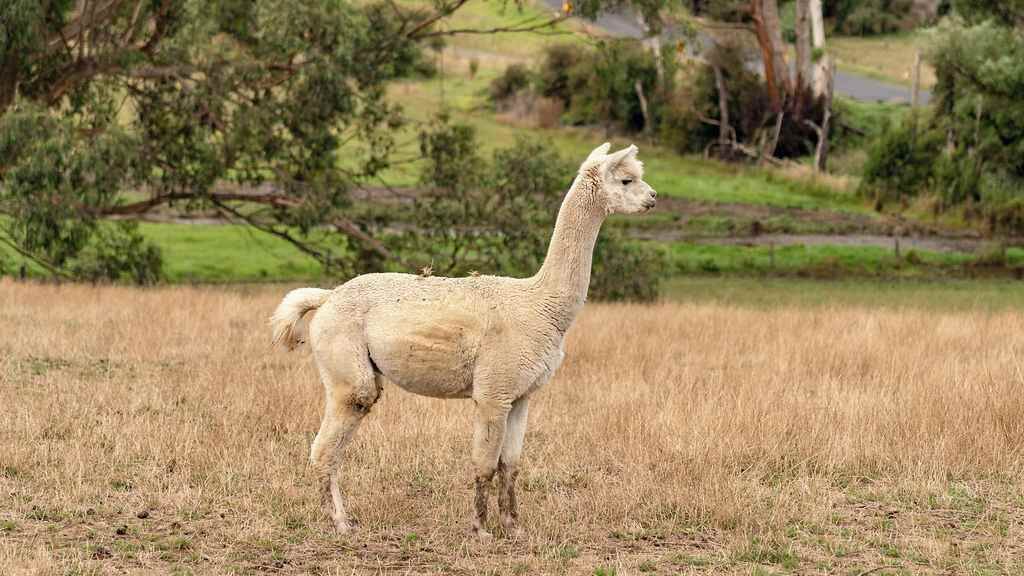 Photo of Others in Warragul South