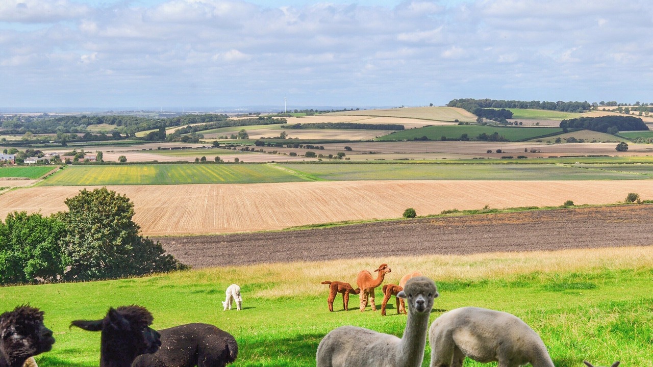 Photo of Others in Welby