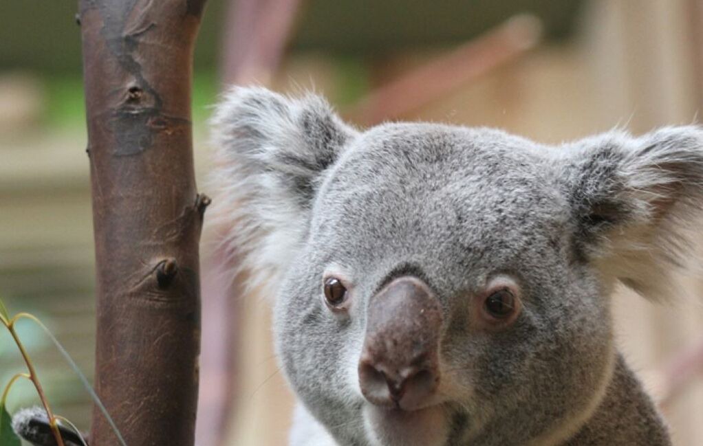 Photo of Others in Longcroft