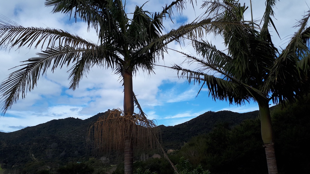 Photo of Others in Whangarei Heads