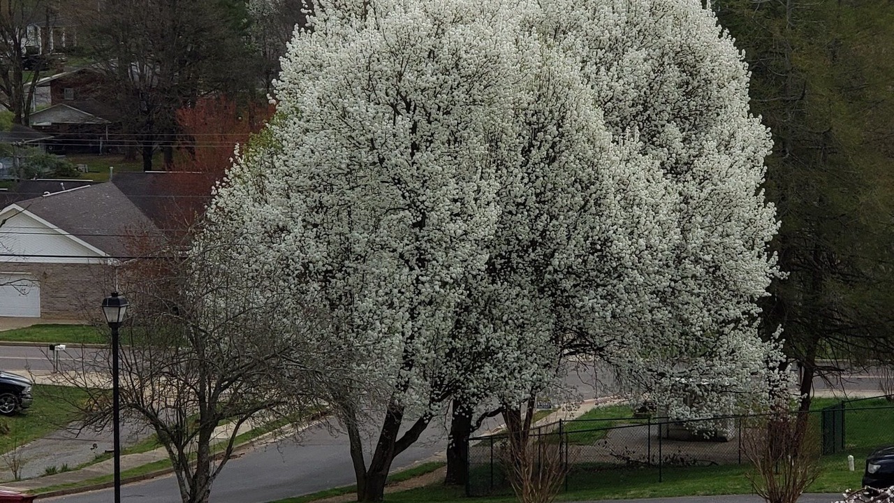 Photo of Others in Johnson City