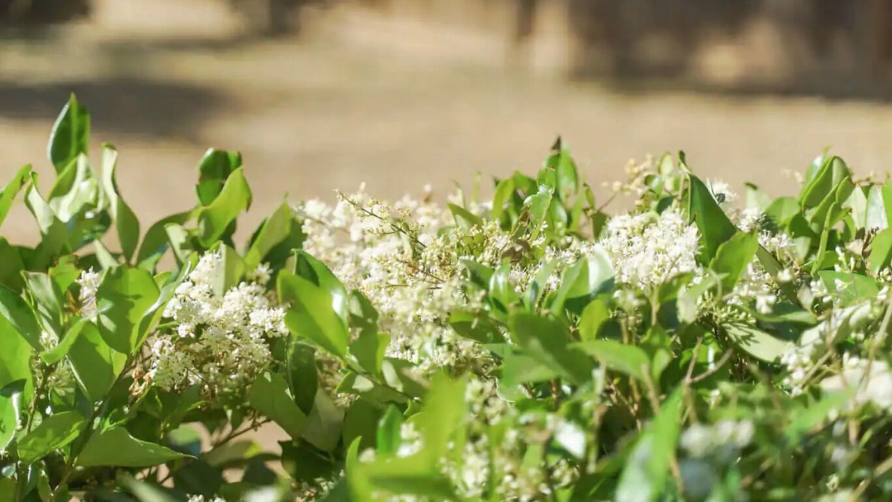 Photo of Outdoor in Sacramento