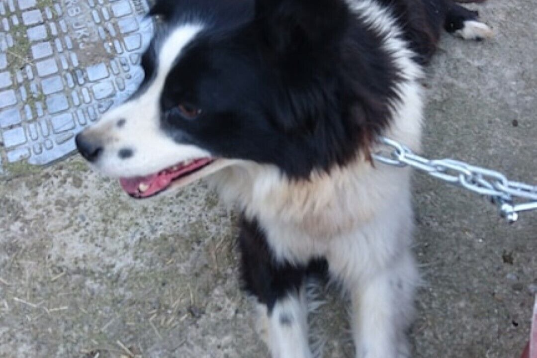 Photo of Others in Goathland