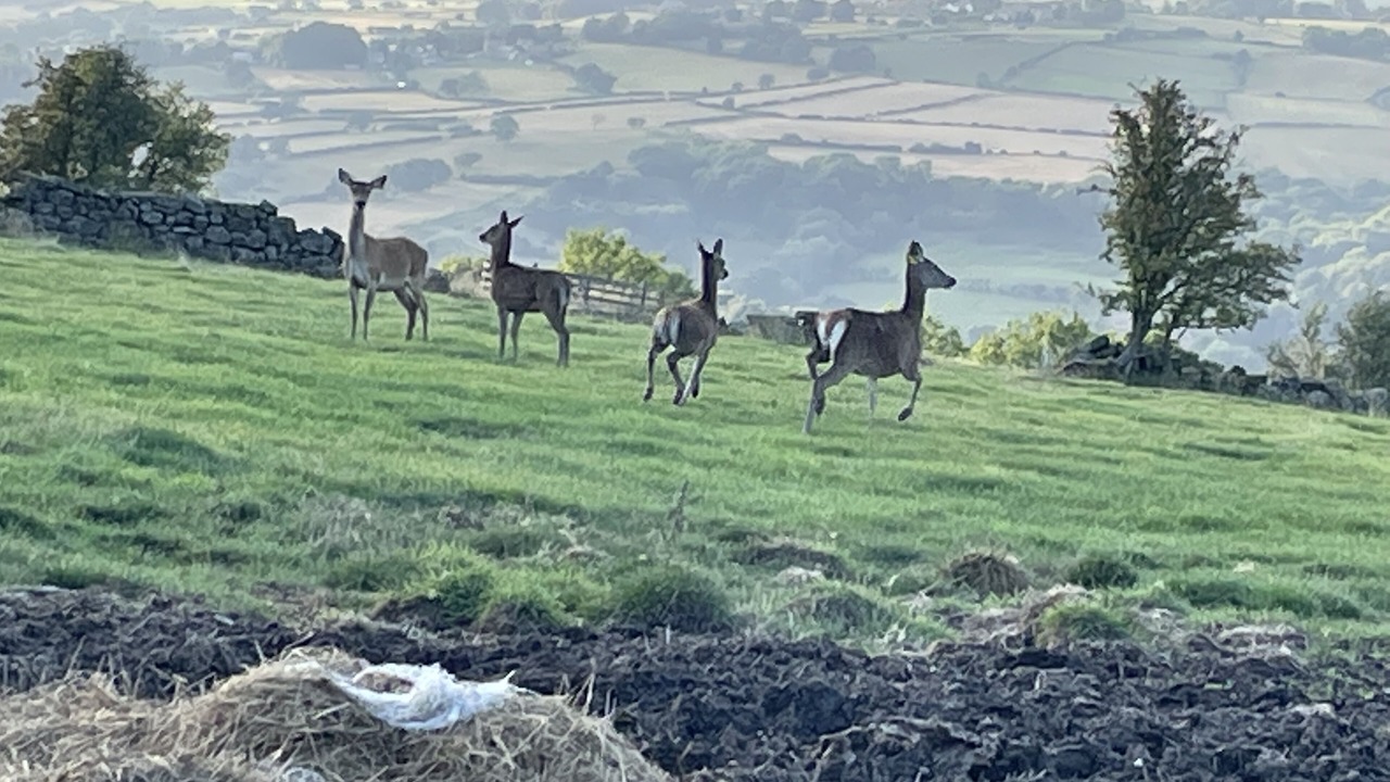 Photo of Others in Goathland
