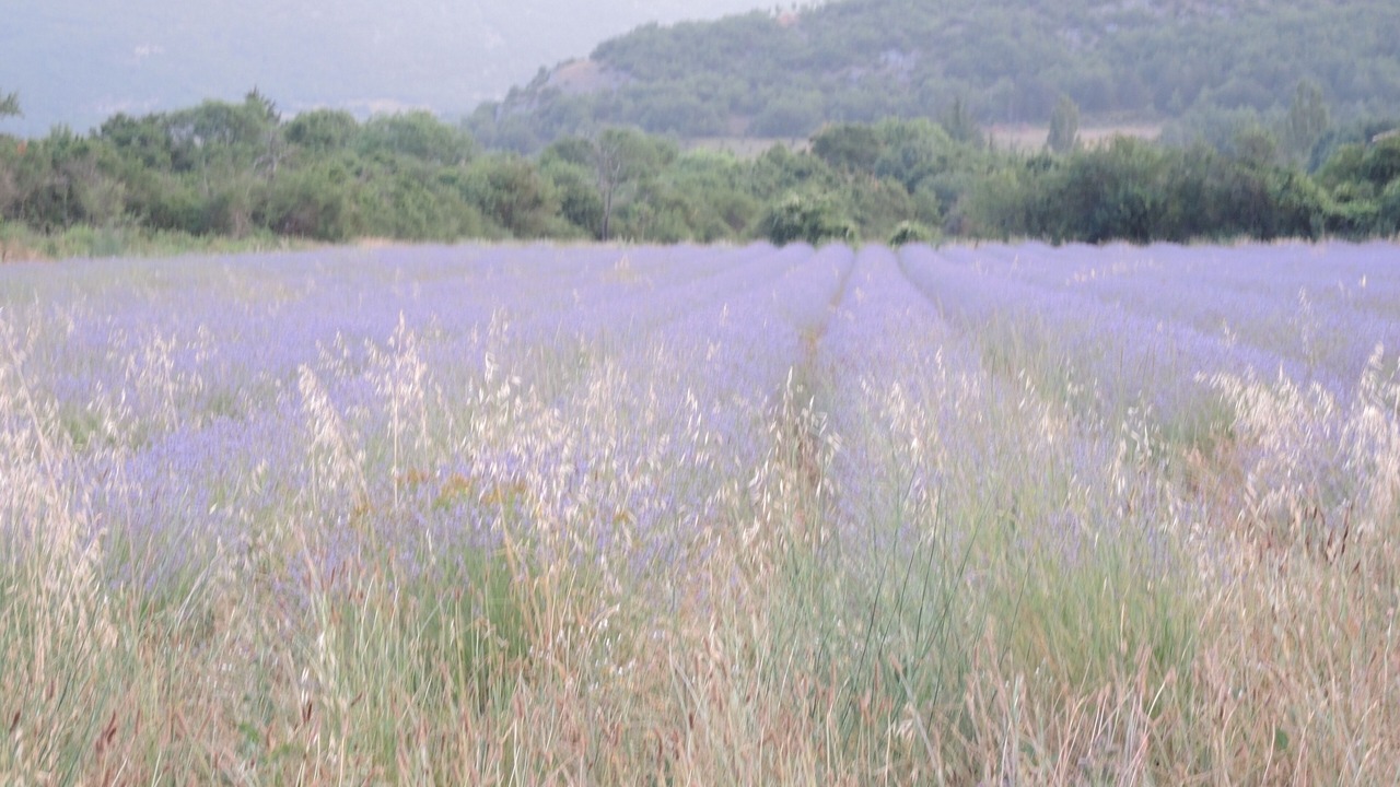 Photo of Others in Sault