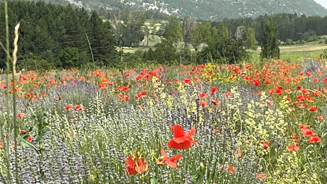 Photo of Others in Sault