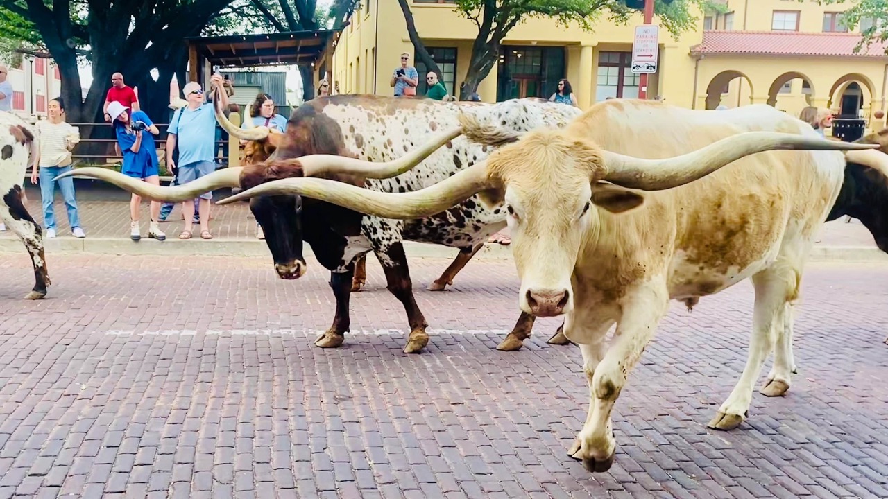 Photo of Others in Fort Worth