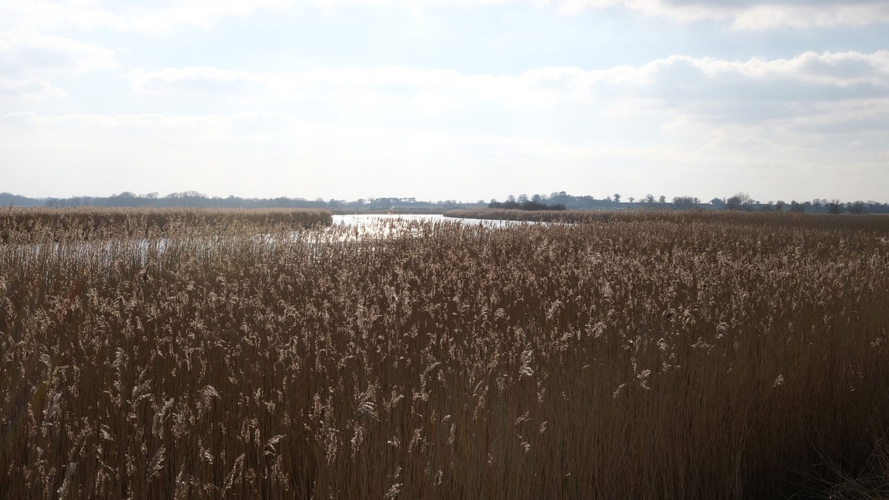 Photo of Others in Reedham