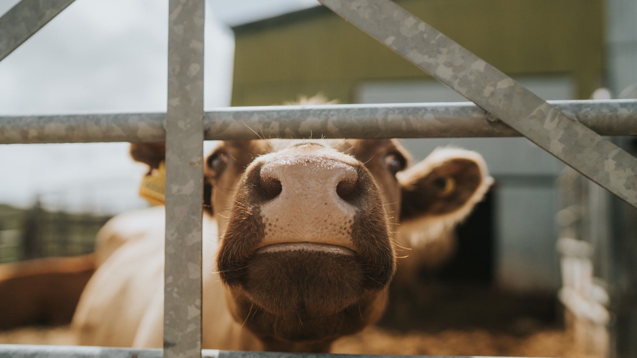 Photo of Bedroom in Kingswear