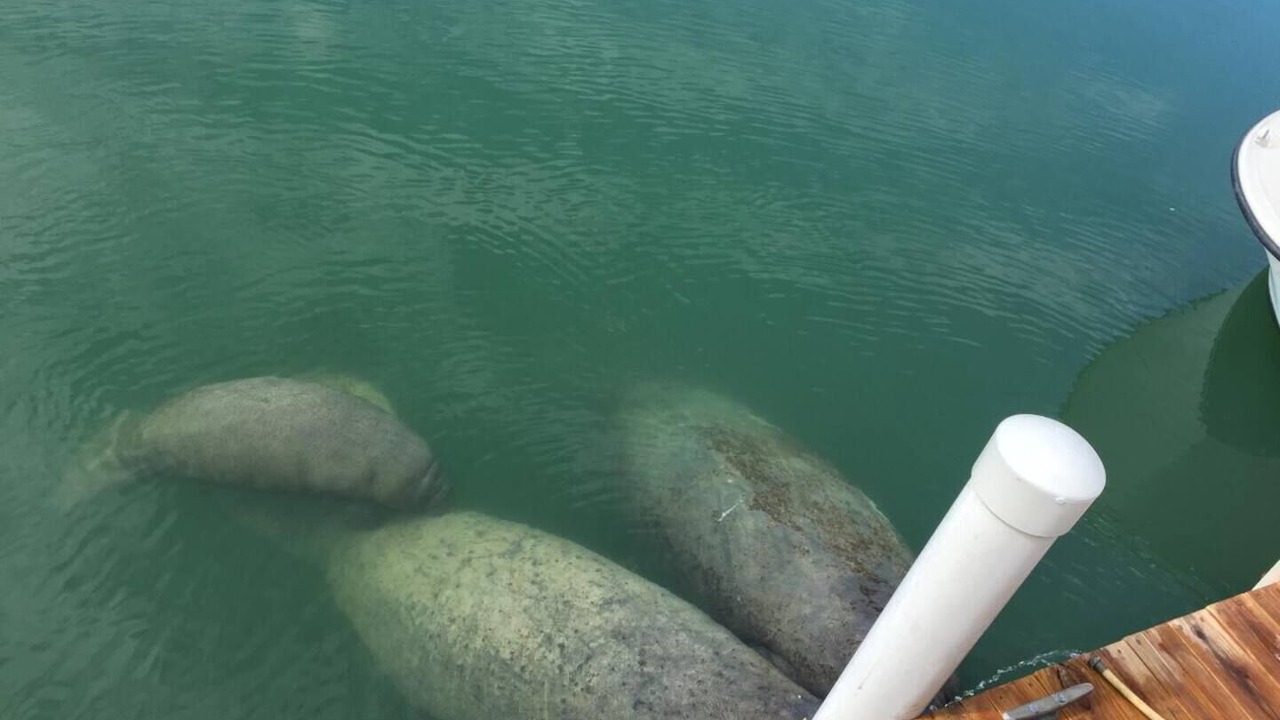 Photo of Outdoor in Key Colony Beach