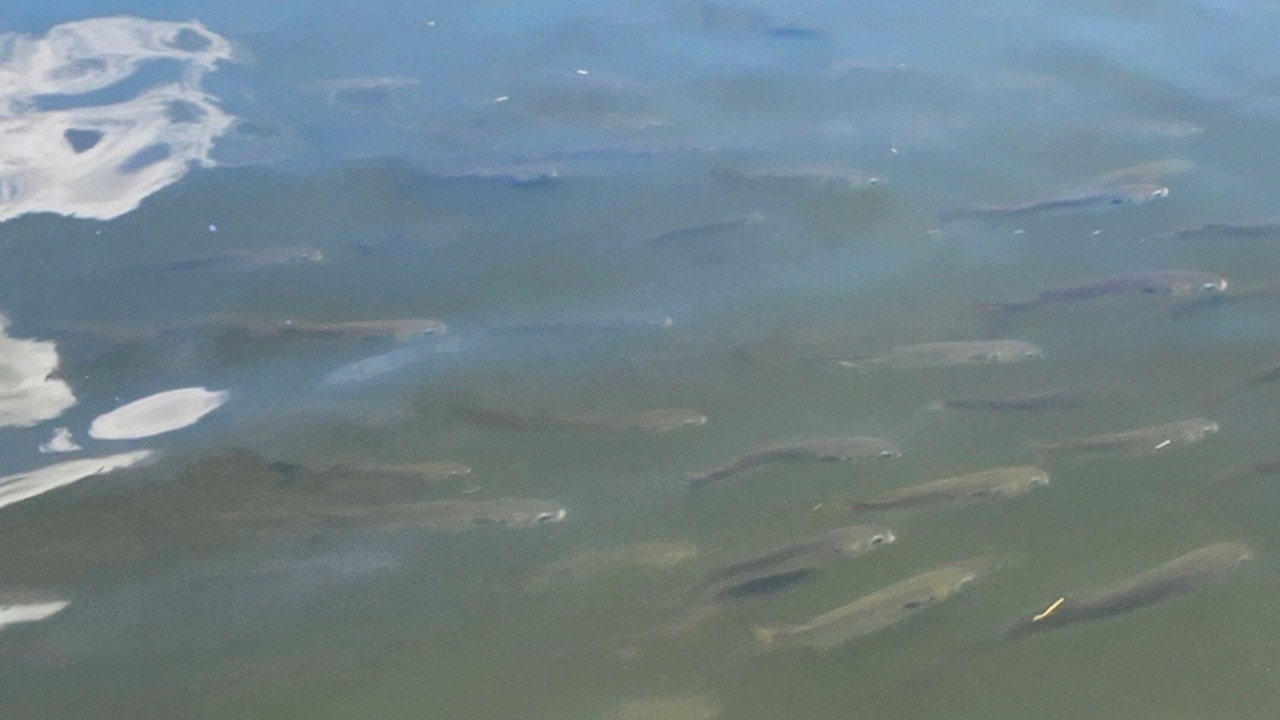 Photo of Others in Crystal River