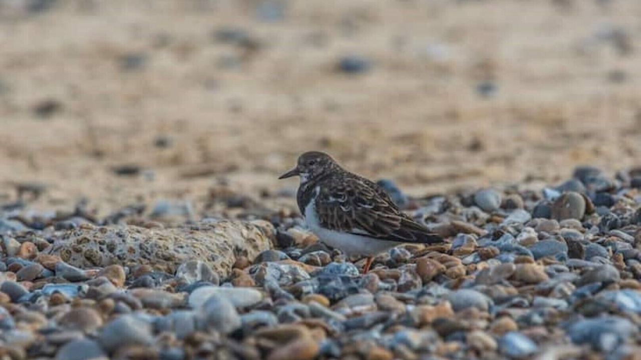 Photo of Others in Kessingland