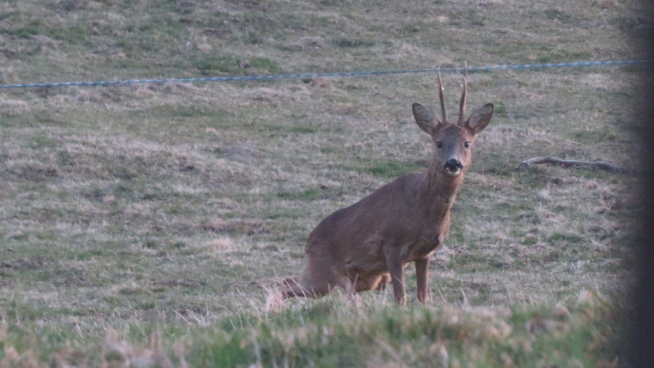 Photo of Others in Saint-Donat