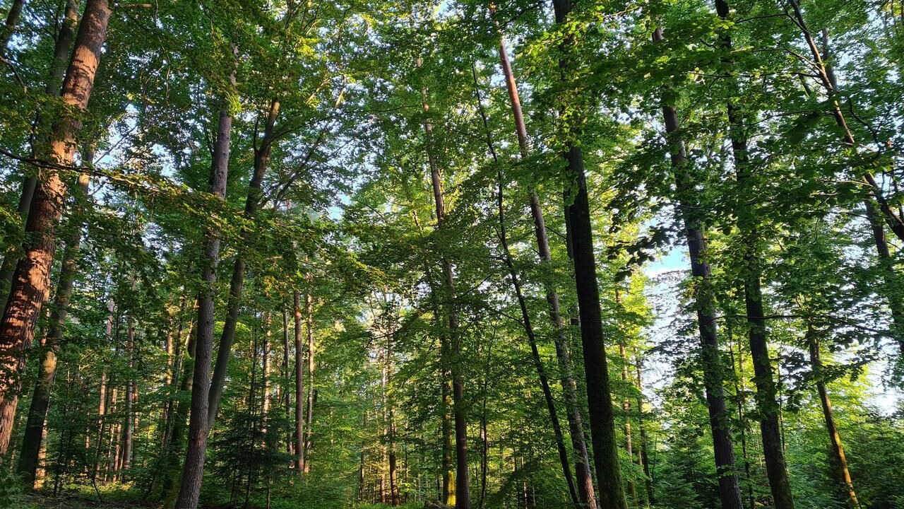 Photo of Others in Abreschviller