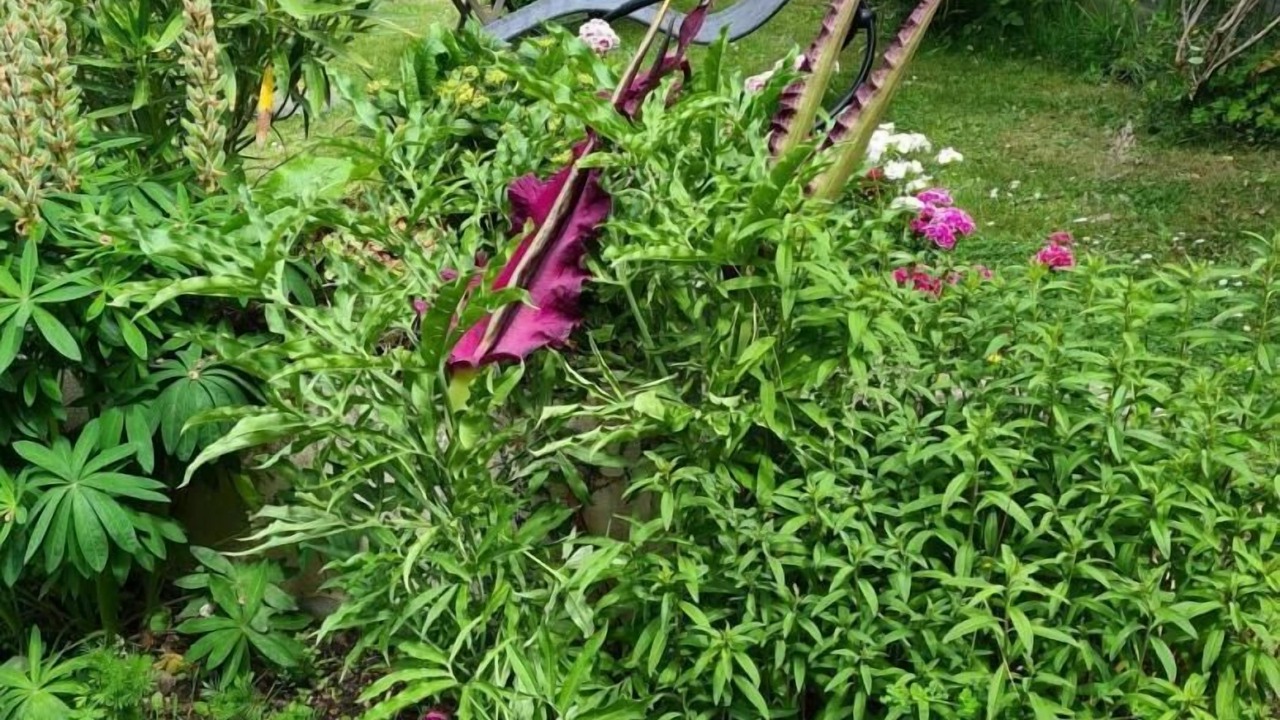 Photo of Outdoor in Lantic