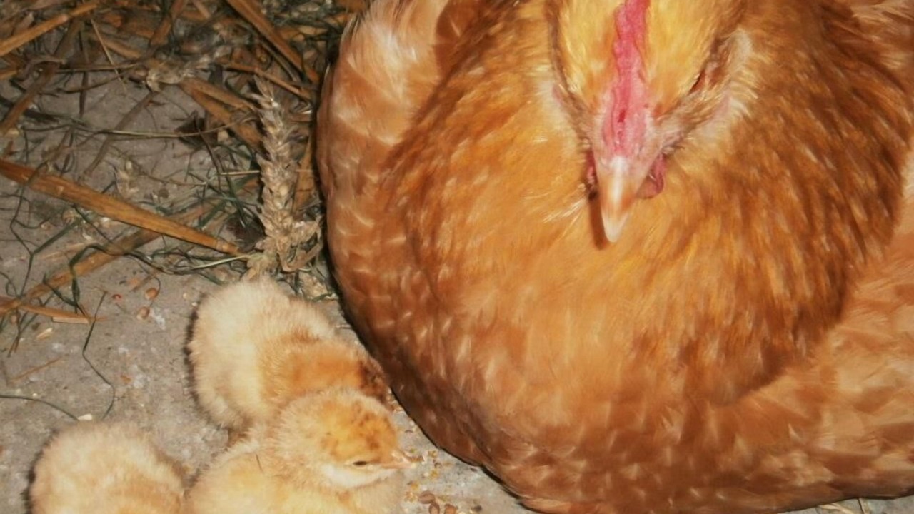 Photo of Others in Saint-Maclou-de-Folleville