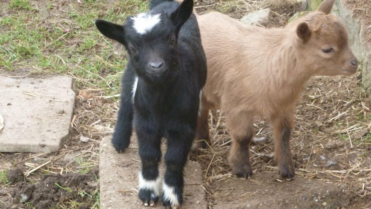 Photo of Others in Saint-Maclou-de-Folleville