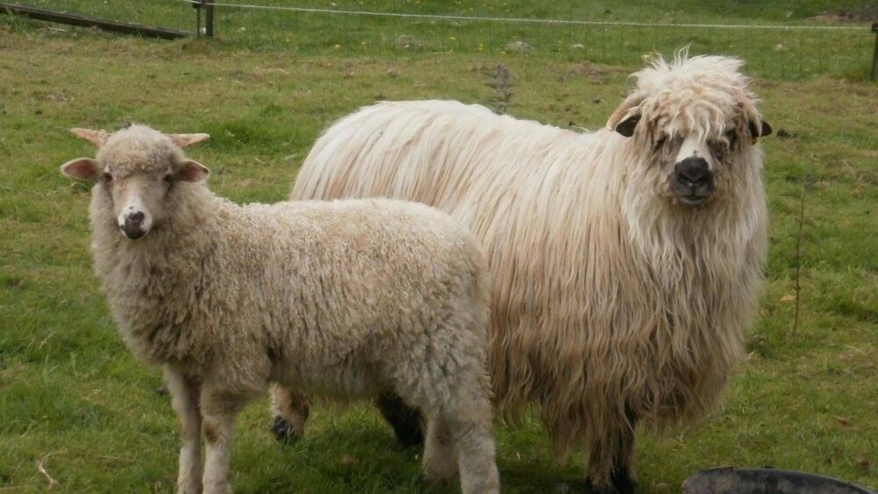 Photo of Others in Saint-Maclou-de-Folleville