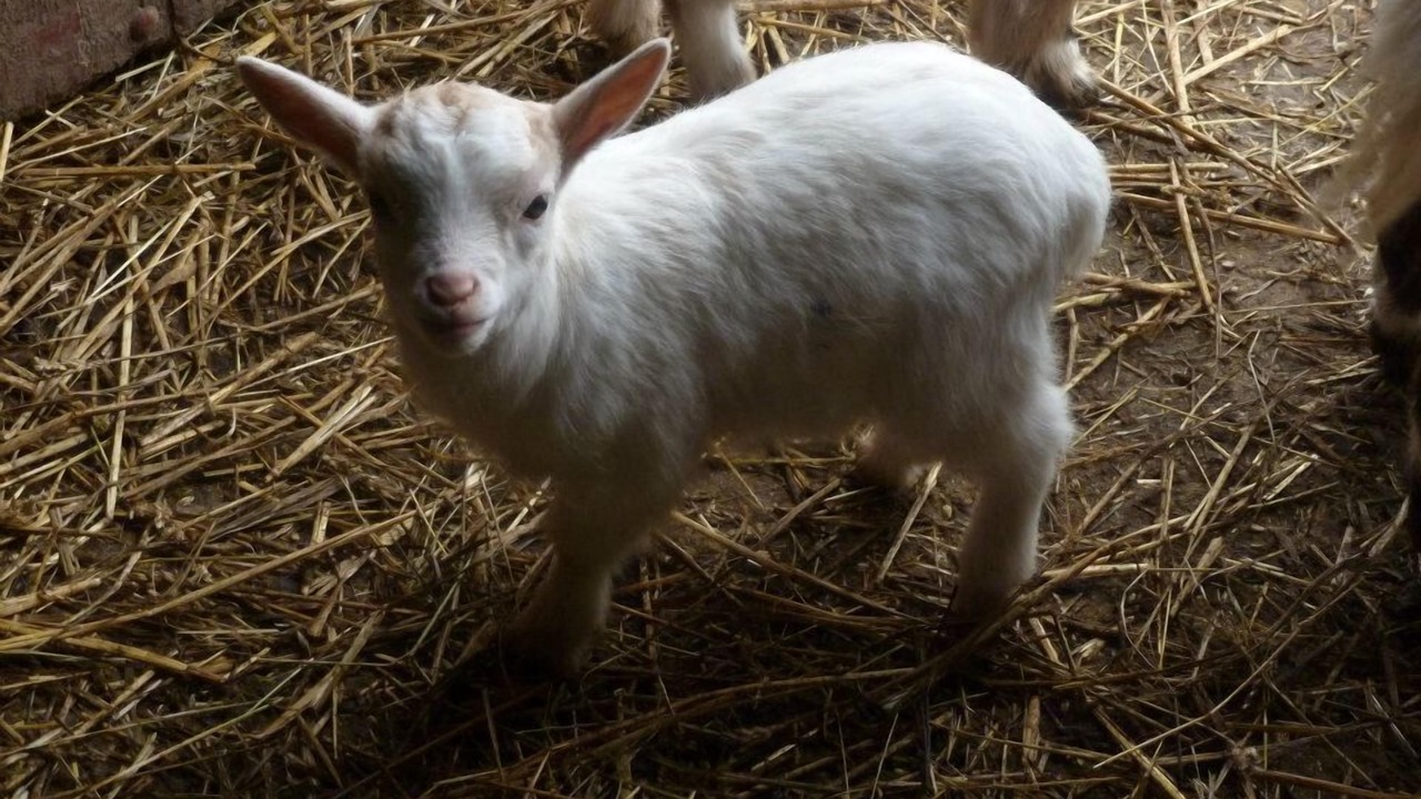 Photo of Others in Saint-Maclou-de-Folleville