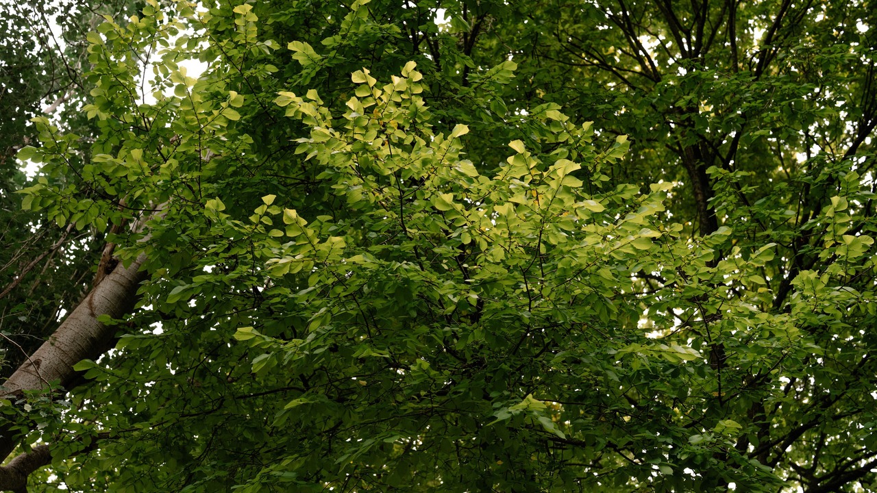 Photo of Outdoor in Sherbrooke