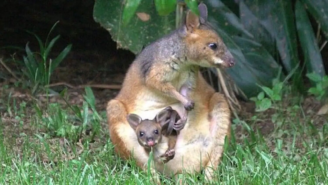 Photo of Others in Springbrook