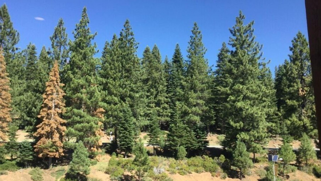Photo of Others in Truckee