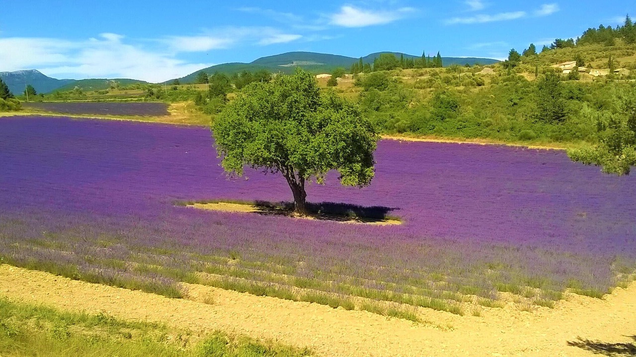 Photo of Others in Rognonas