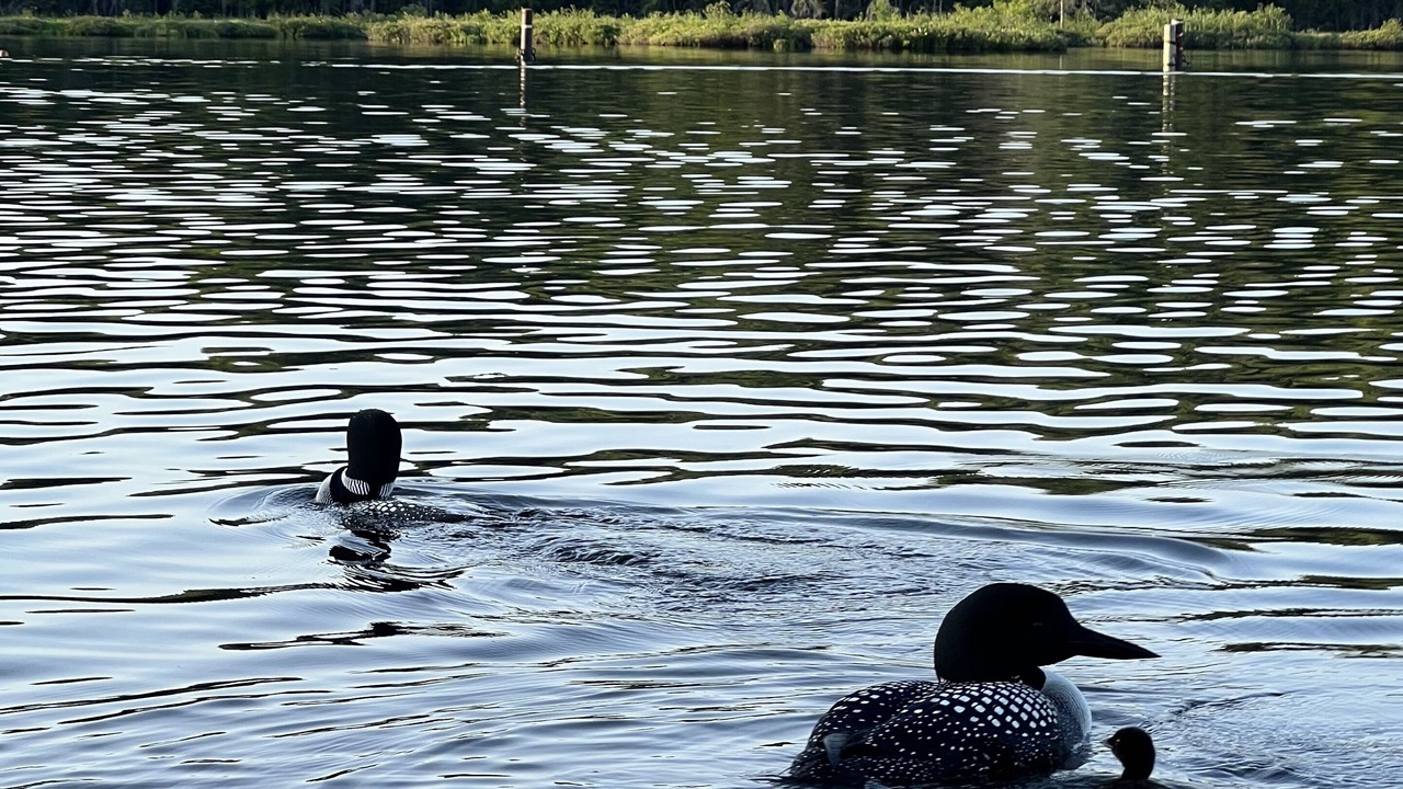 Photo of Others in Indian Lake