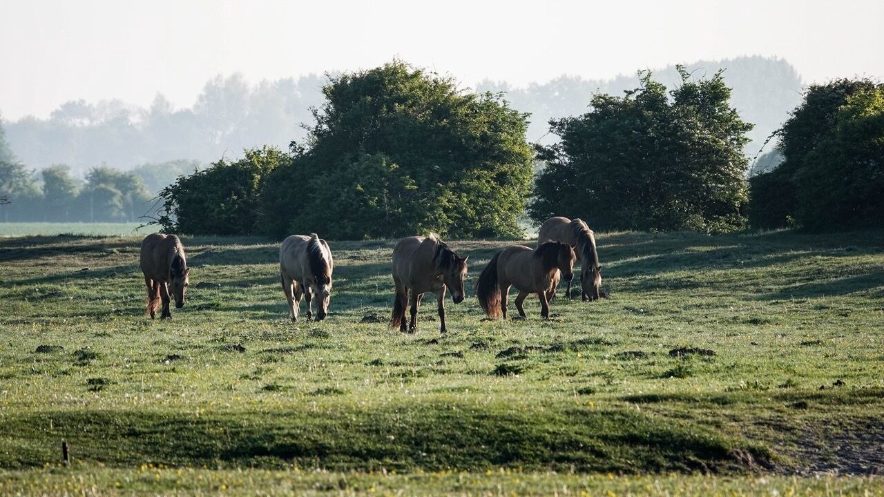 Photo of Others in Le Crotoy