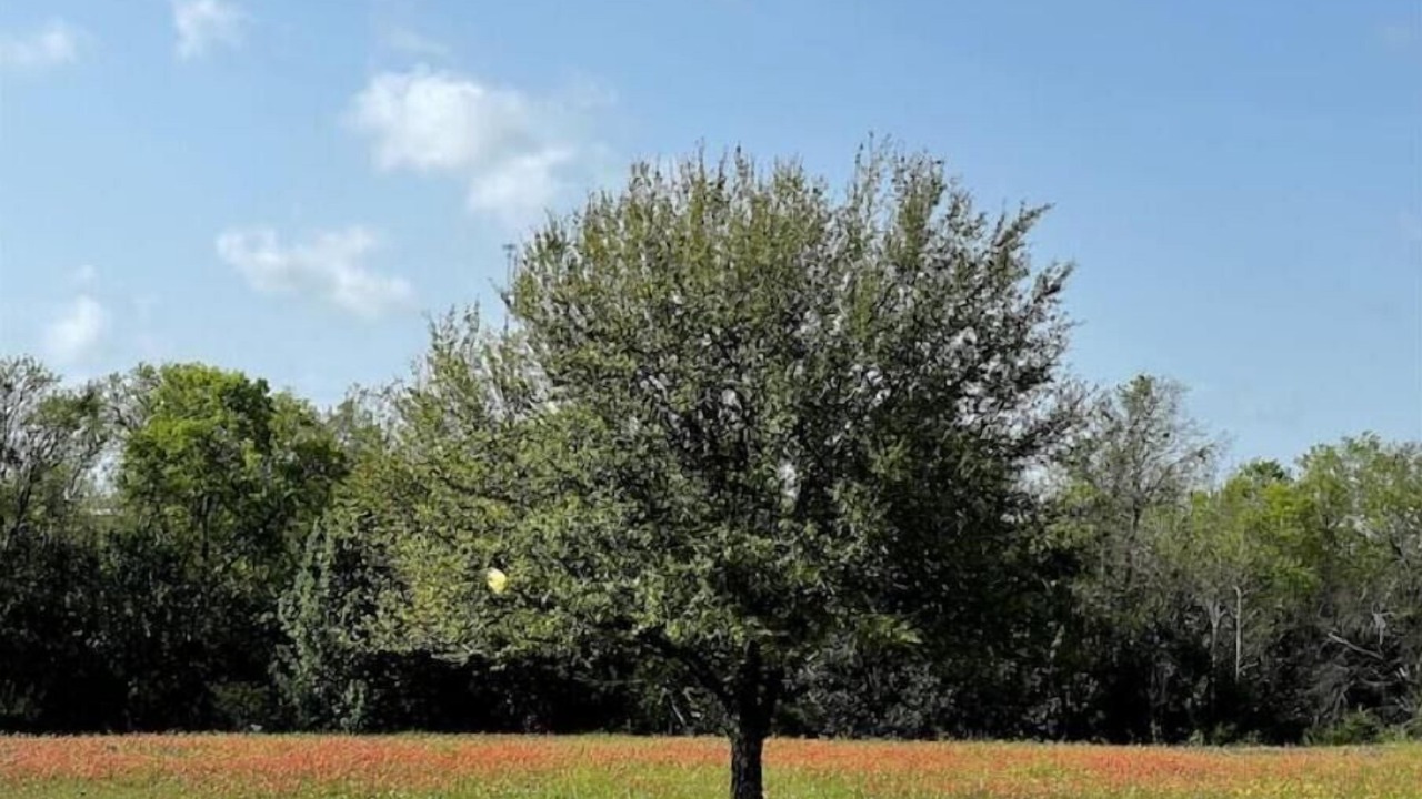 Photo of Outdoor in Brenham