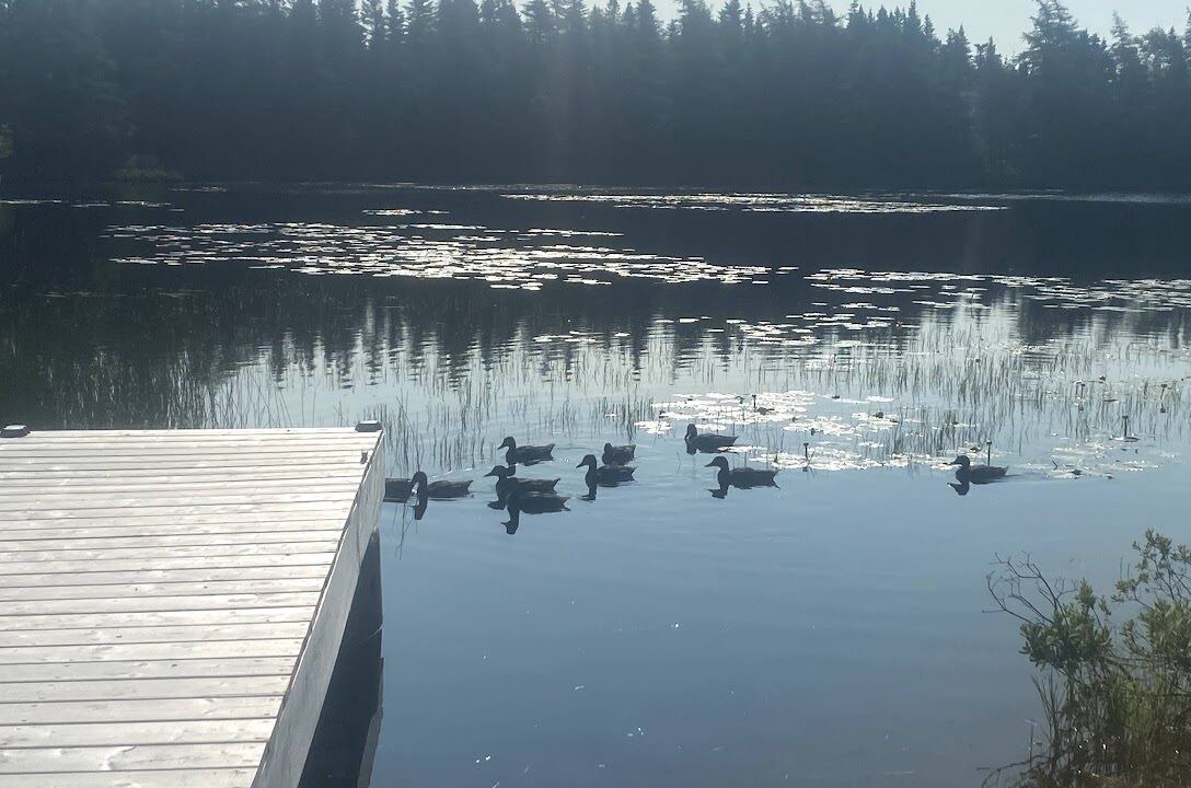 Photo of Others in Harbour Main