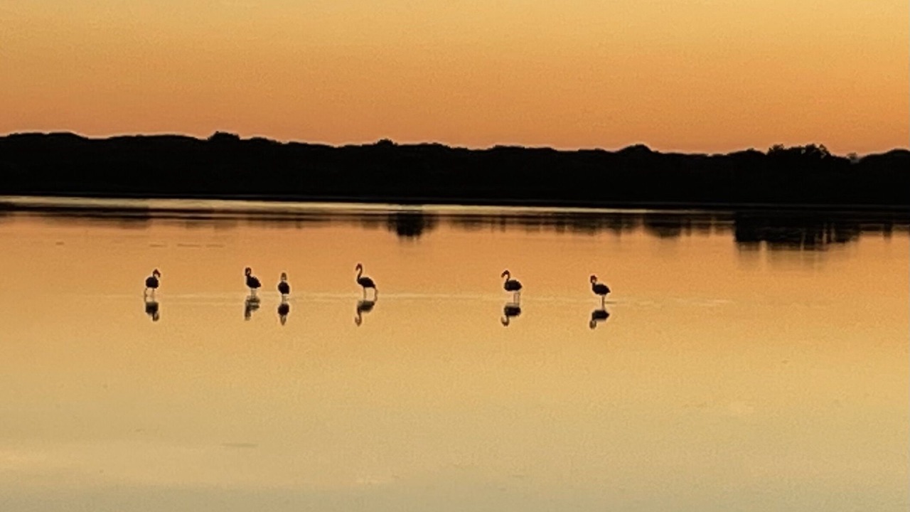 Photo of Others in Saintes-Maries-de-la-Mer