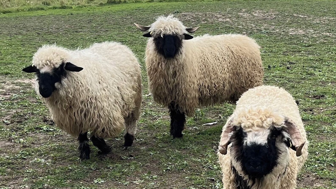 Photo of Others in Hamilton