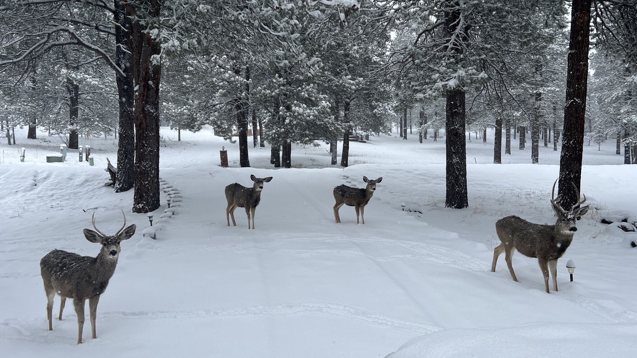 Photo of Others in Angel Fire